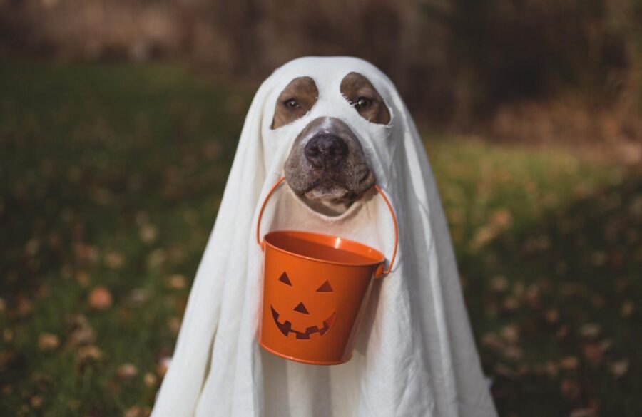 4 Reasons Why Healthcare Consumers are Ghosting You | Icario