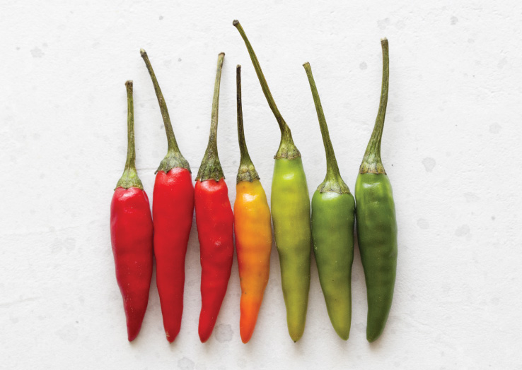 Icario's Secret Sauce for Health Engagement